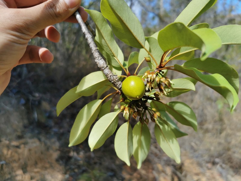 Capurodendron andrafiamenae