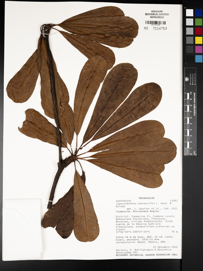 Capurodendron aubrevillei photo 2
