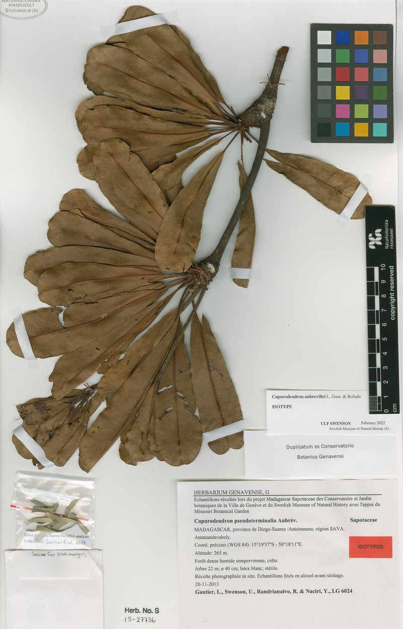 Capurodendron aubrevillei photo 3