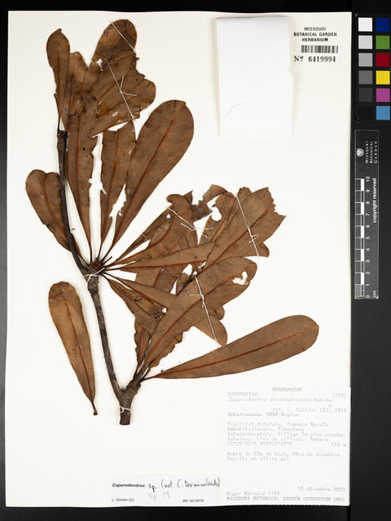 Capurodendron aubrevillei photo 4