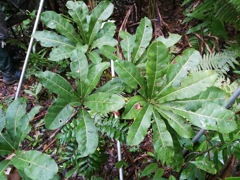 Capurodendron aubrevillei
