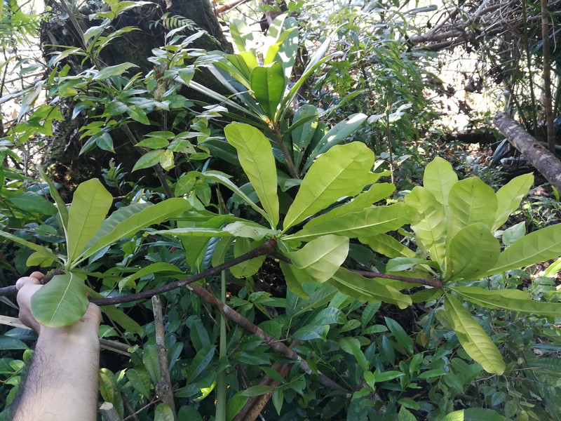 Capurodendron aubrevillei photo 5