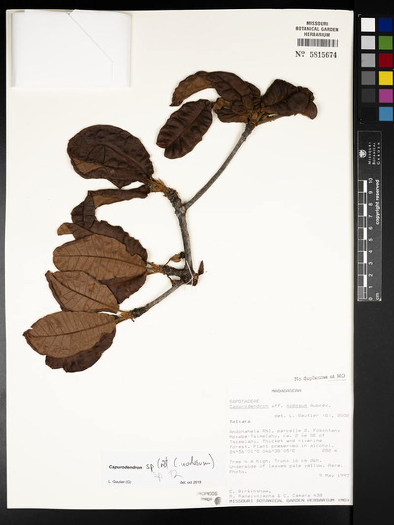 Capurodendron birkinshawii