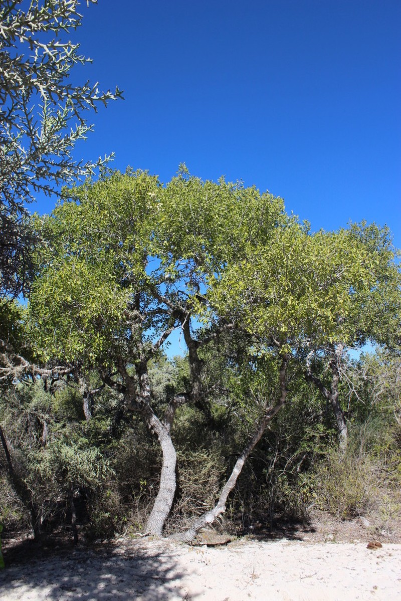 Capurodendron mikearum