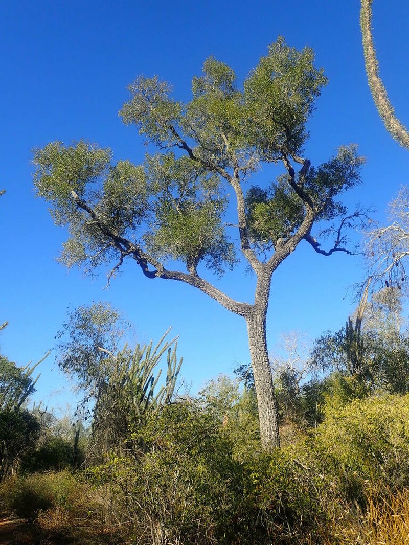 Capurodendron mikearum photo 2