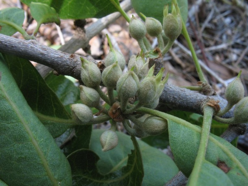 Capurodendron mikearum photo 3