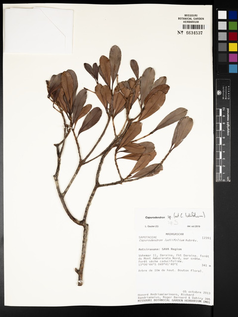 Capurodendron naciriae photo 2