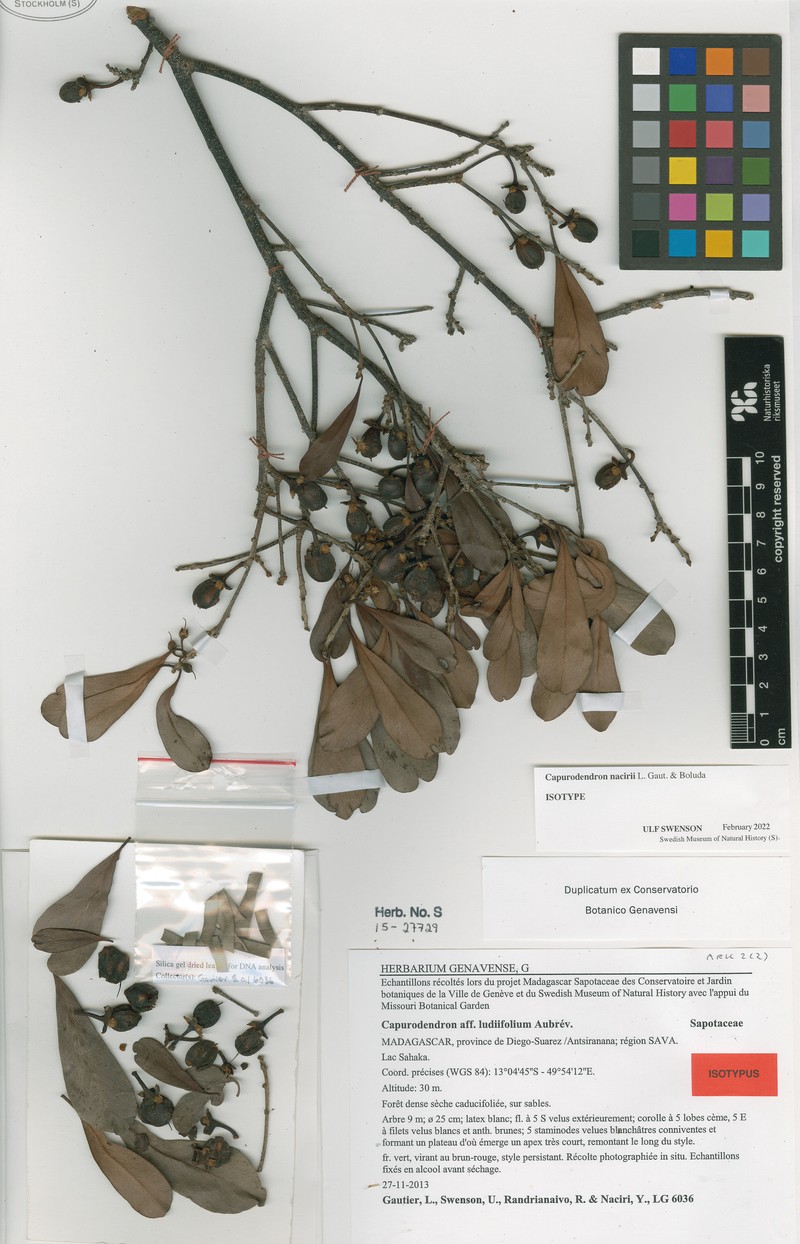 Capurodendron naciriae photo 3