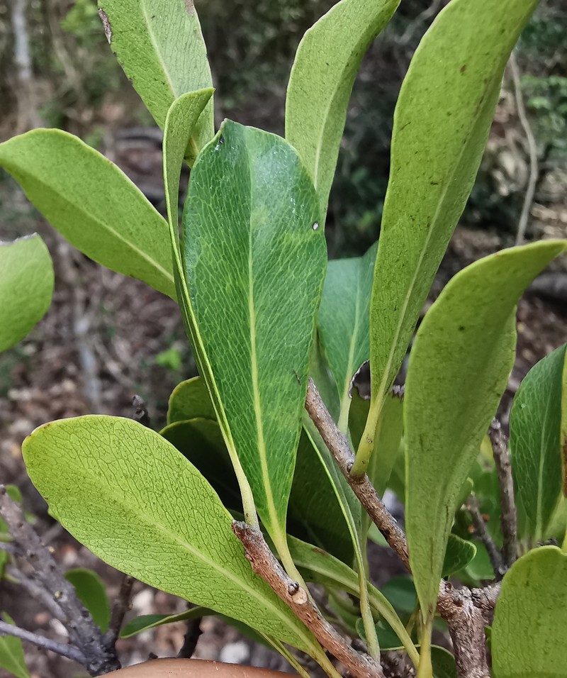 Capurodendron naciriae
