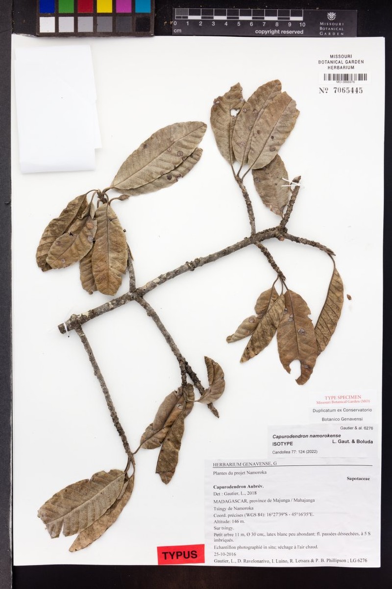 Capurodendron namorokense