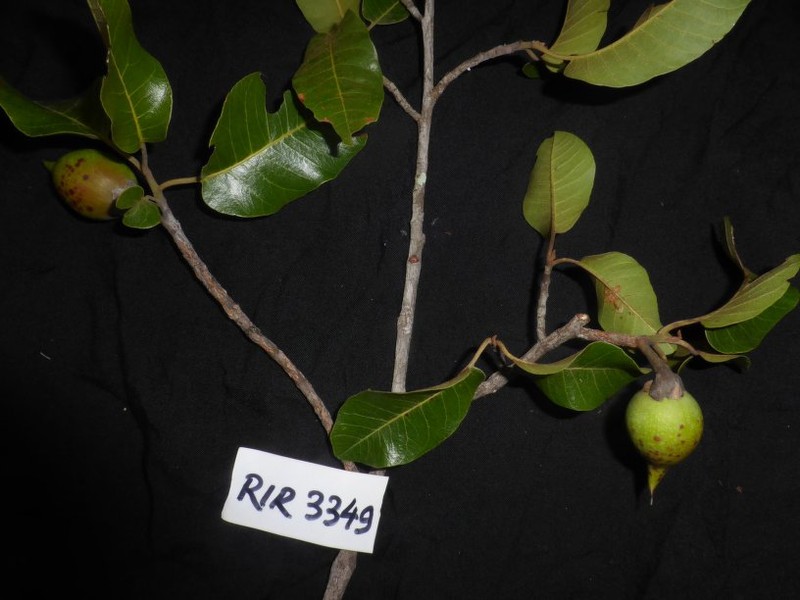 Capurodendron oblongifolium