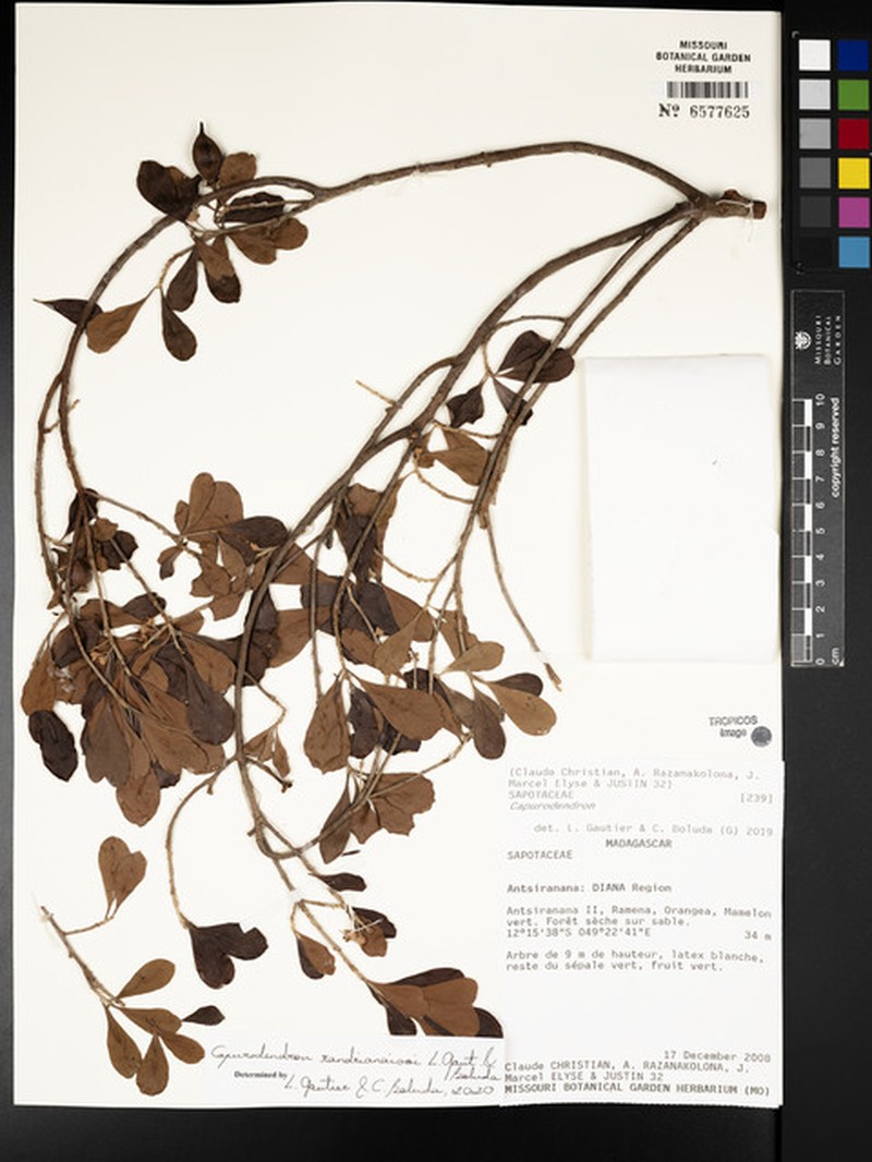 Capurodendron randrianaivoi