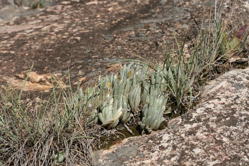 Caputia scaposa var. scaposa