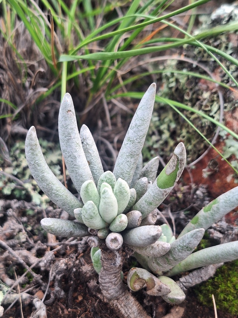 Caputia scaposa var. scaposa photo 2