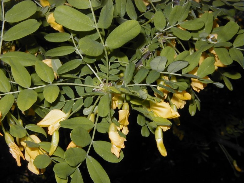 Siberian Peashrub