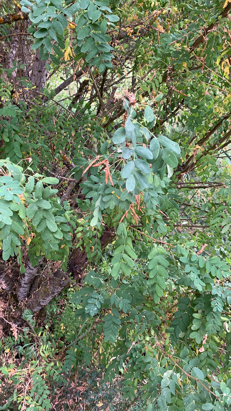 Siberian Peashrub photo 2