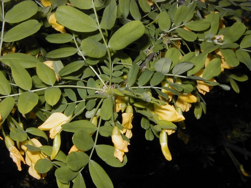 Caragana sophorifolia