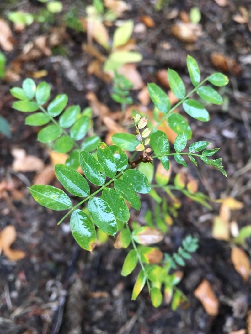 Caragana sophorifolia photo 7