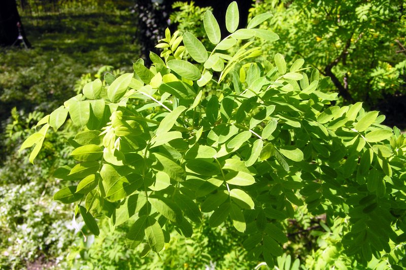 Siberian Pea-Tree