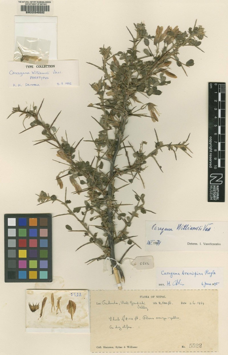 Caragana brevispina subsp. brevispina