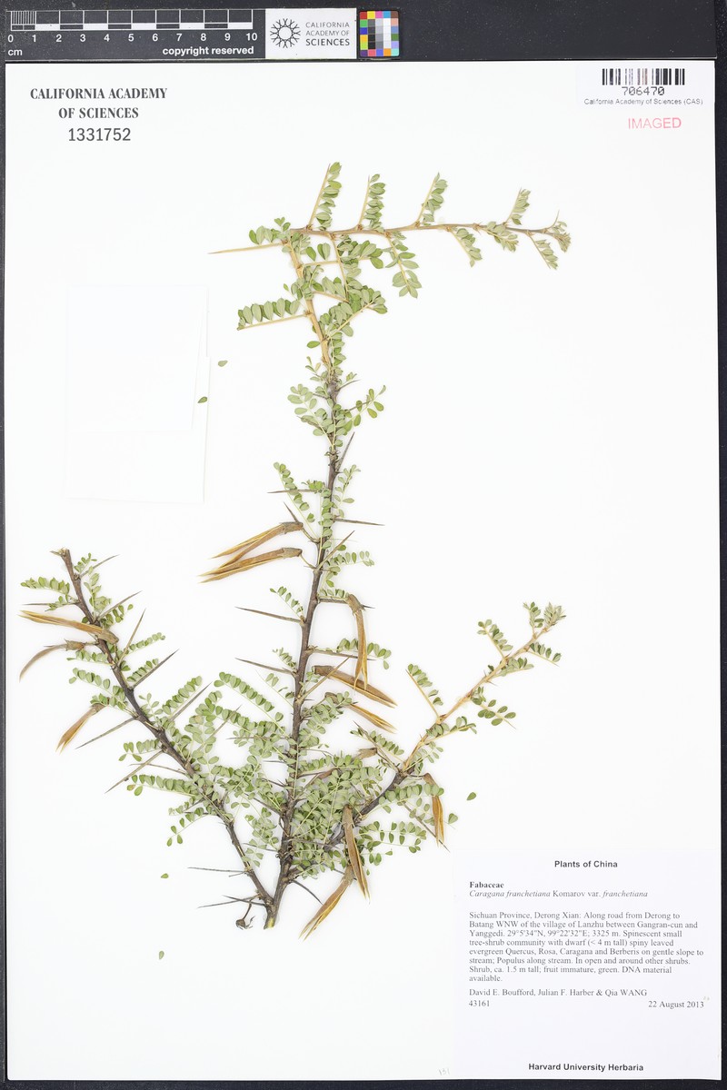 Caragana franchetiana var. franchetiana