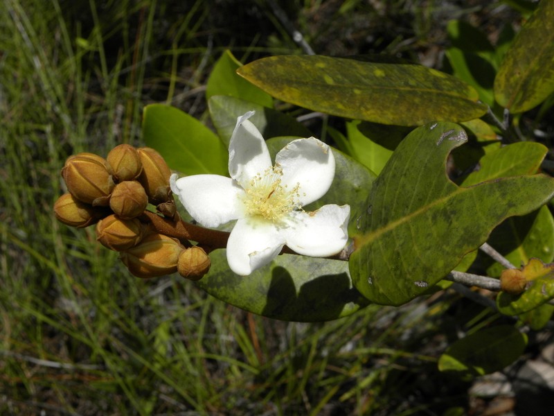 Caraipa caespitosa