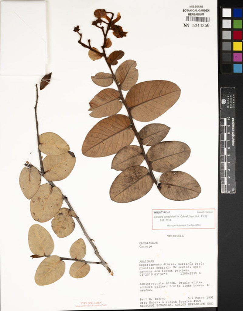 Caraipa cordifolia