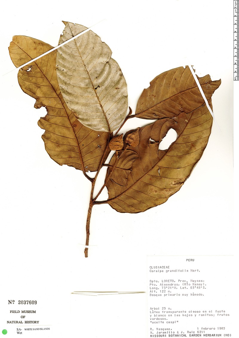 Caraipa davilae