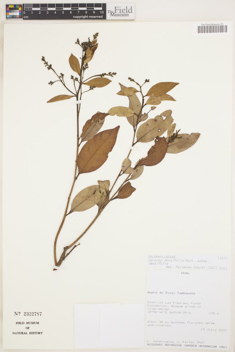 Caraipa densifolia subsp. densifolia