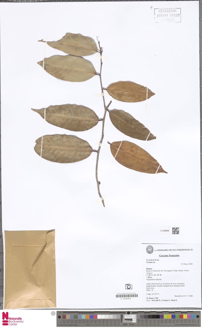 Caraipa densifolia subsp. densifolia photo 2