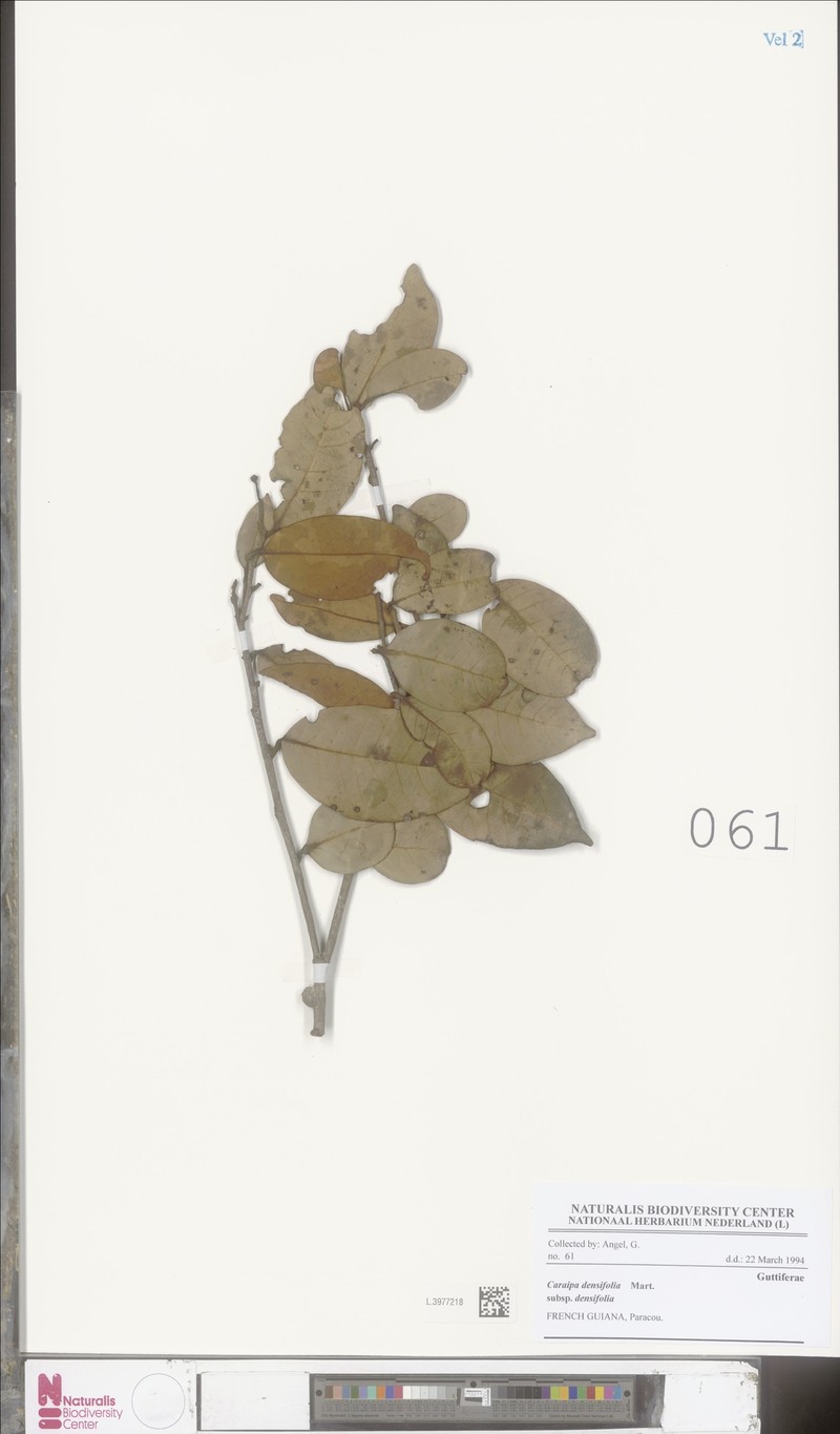 Caraipa densifolia subsp. densifolia photo 3
