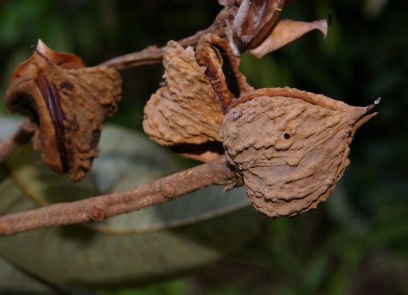 Caraipa grandifolia subsp. grandifolia