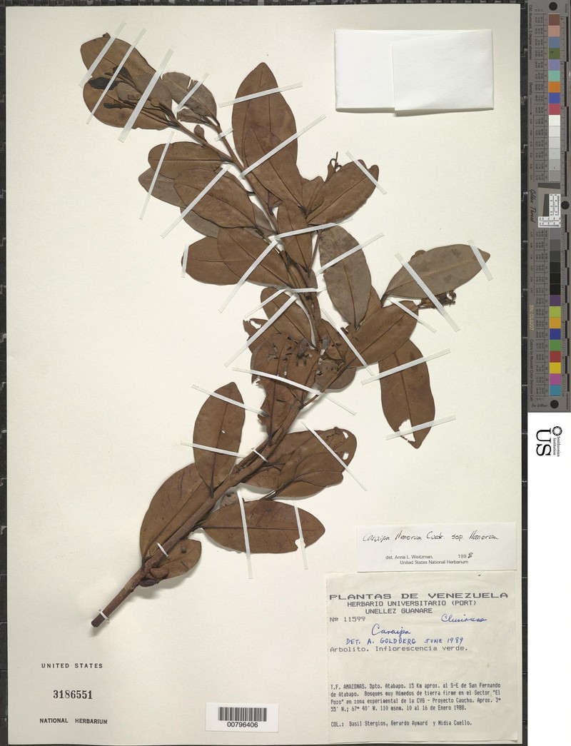 Caraipa llanorum subsp. llanorum
