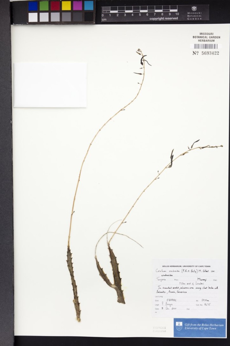 Caralluma arachnoidea var. arachnoidea