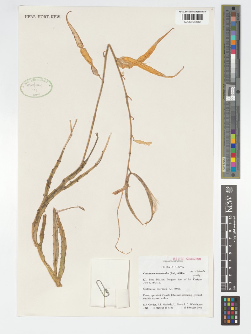 Caralluma arachnoidea var. arachnoidea photo 2
