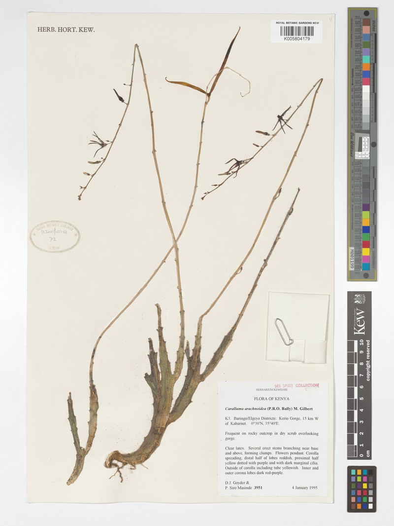 Caralluma arachnoidea var. arachnoidea photo 3