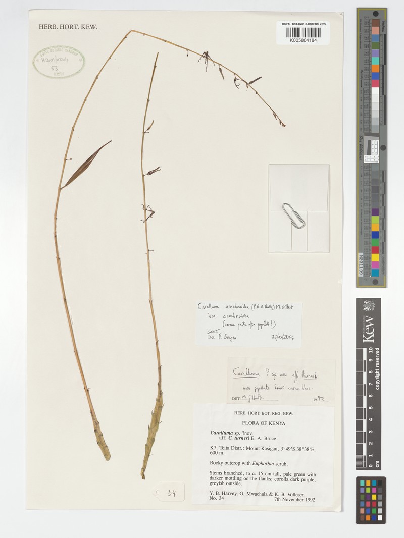 Caralluma arachnoidea var. arachnoidea photo 4