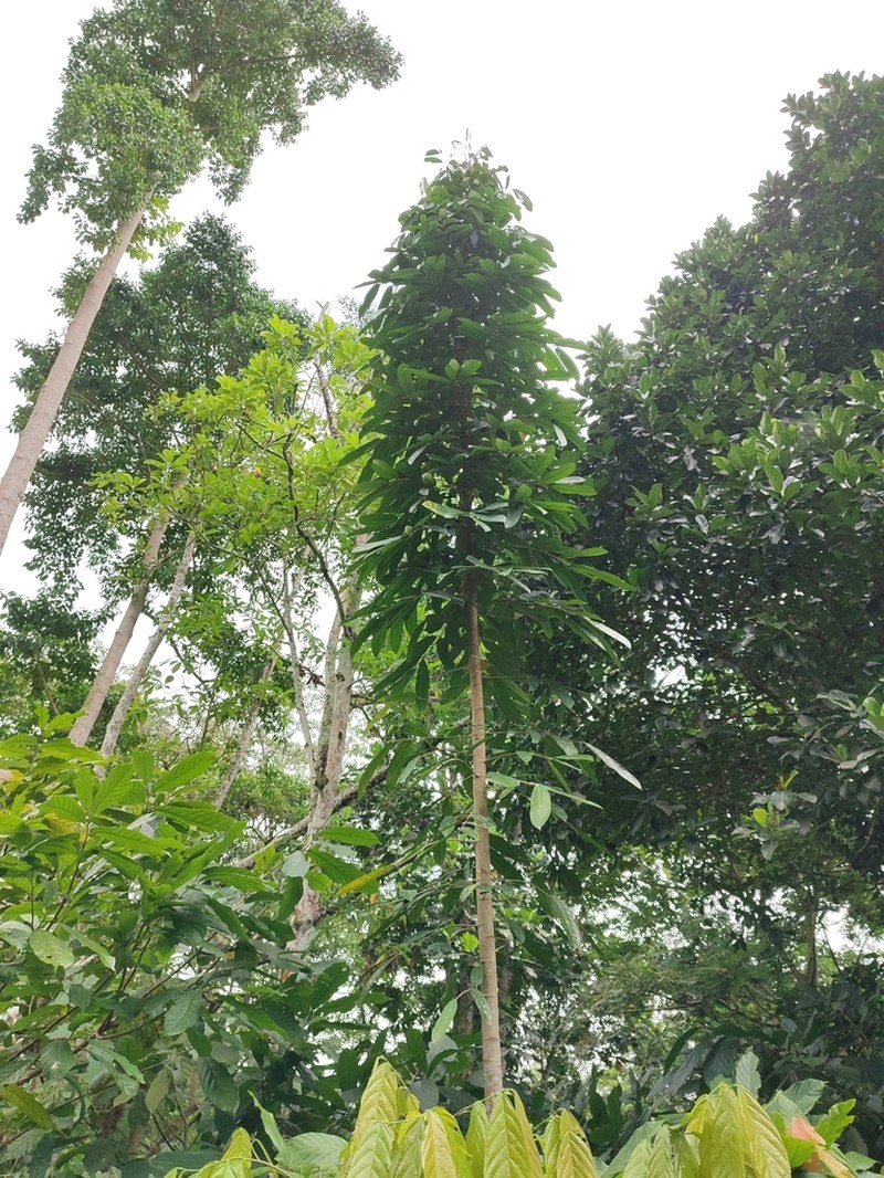 Carapa gogo