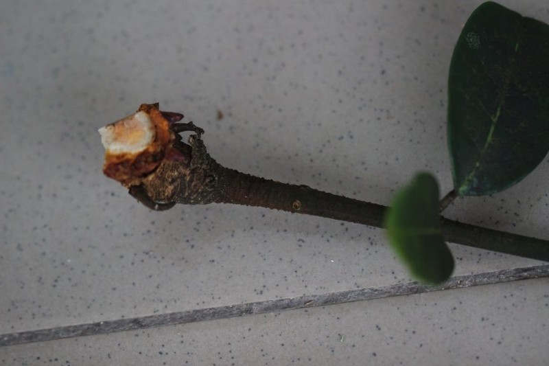Carapa littoralis