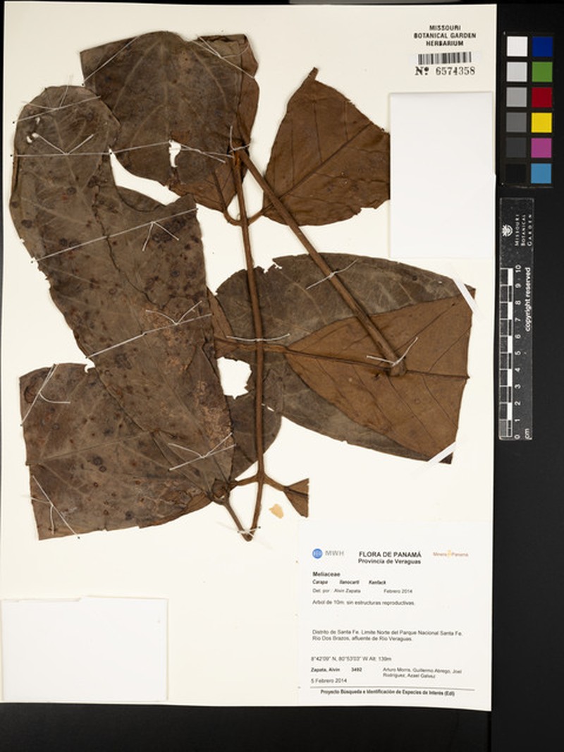 Carapa llanocarti