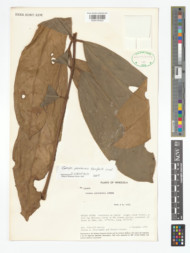 Carapa pariensis