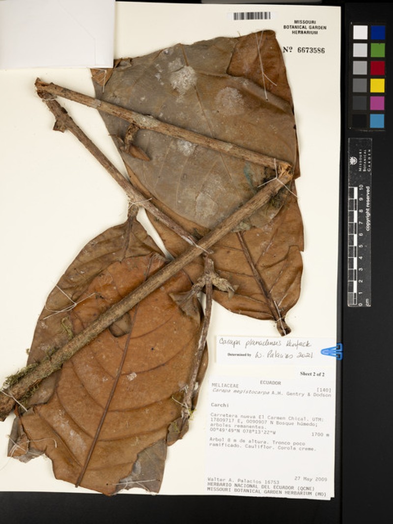 Carapa planadensis