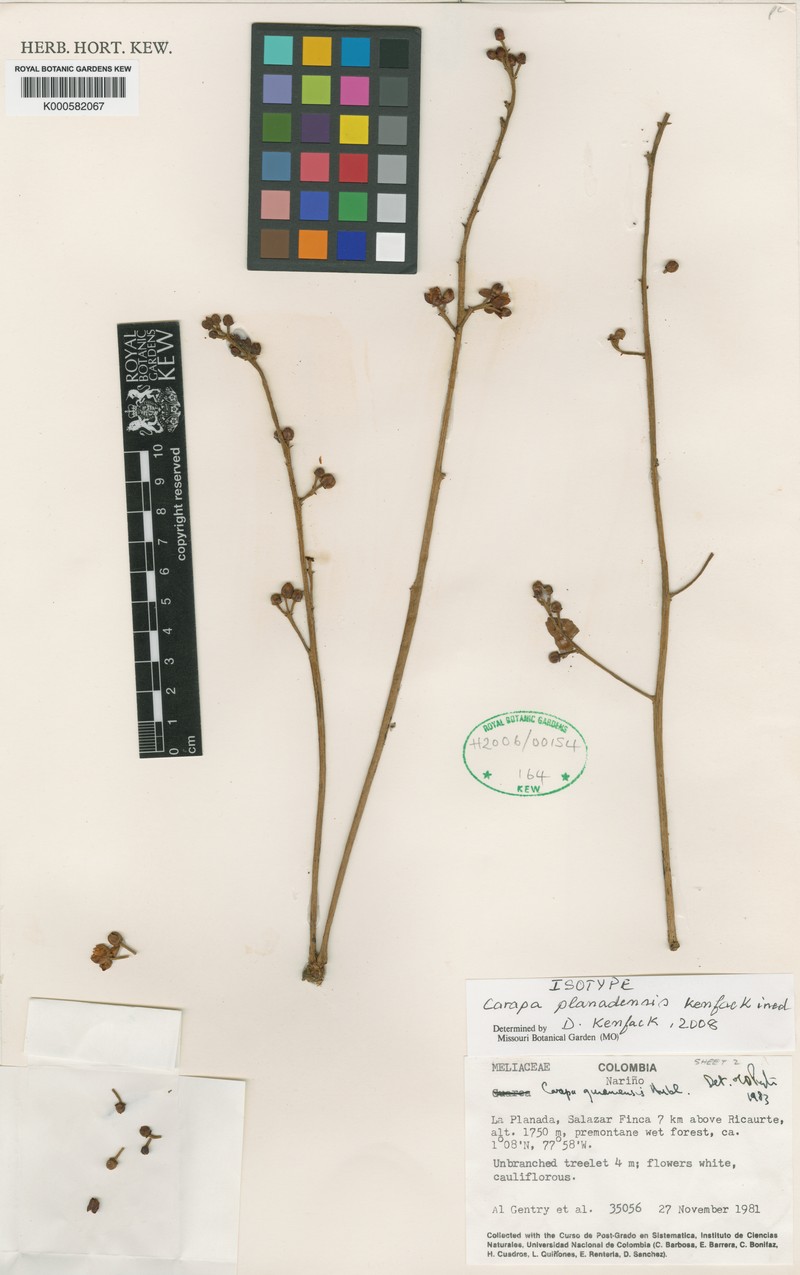 Carapa planadensis photo 3