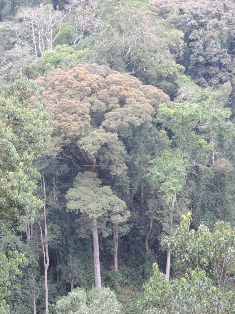 Carapa wohllebenii