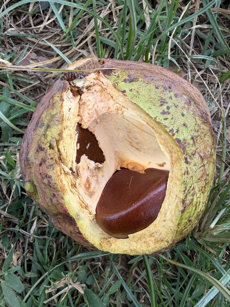Carapa wohllebenii photo 2