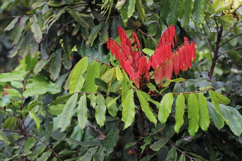 Carapa wohllebenii photo 3