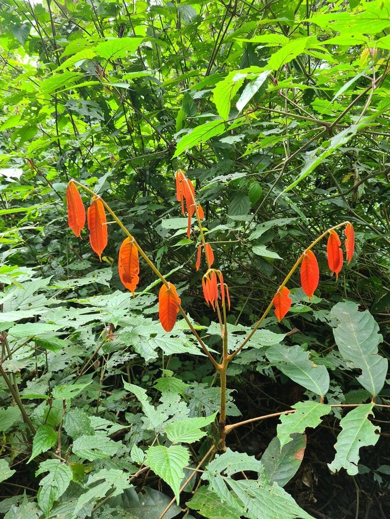 Carapa wohllebenii photo 4