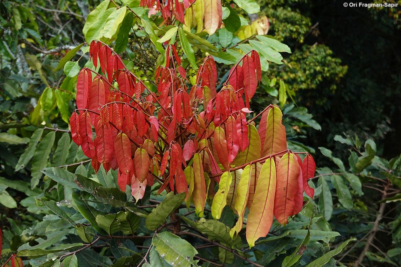 Carapa wohllebenii photo 6