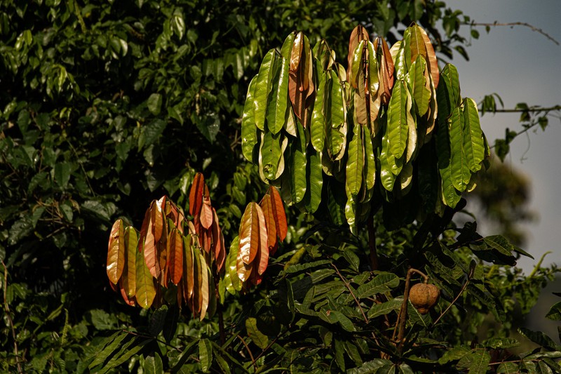 Carapa wohllebenii photo 7