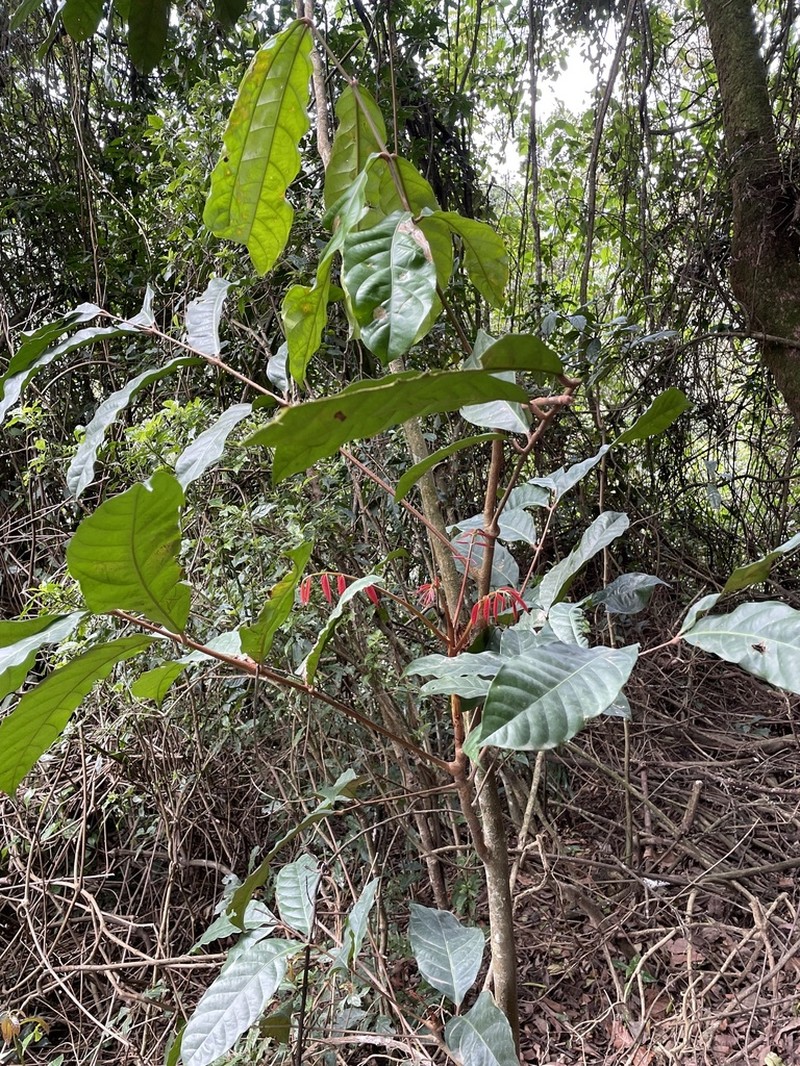 Carapa wohllebenii photo 8